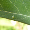 Monarch Eggs