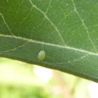 Monarch Eggs