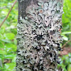 Hammered Shield Lichen