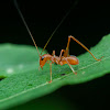 Cricket Nymph