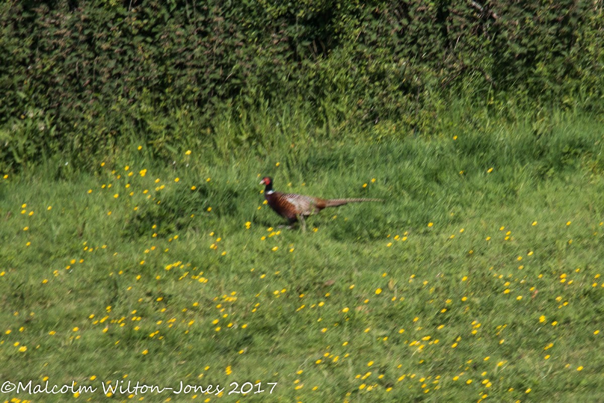 Pheasant