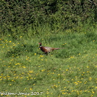 Pheasant