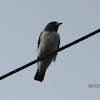 White Breasted Swallow