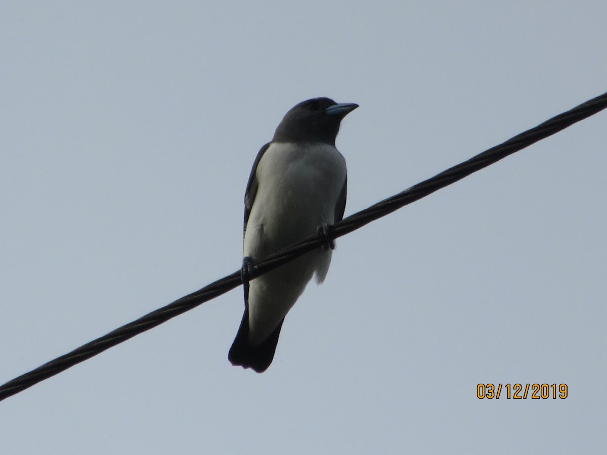 White Breasted Swallow