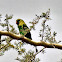 Abyssinian Lovebird