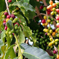 COFFEE TREE咖啡樹