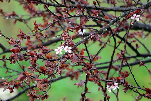 primavera bagnata di Stecchia