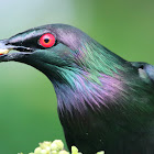 Metallic Starling