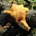 Dryad.s Saddle