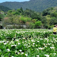 【竹子湖】苗榜花園餐廳