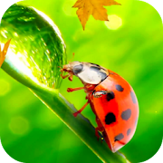 Ladybug Video Wallpaper HD 8.0 Icon