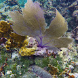 Corals of Utila 