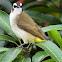 Yellow-vented Bulbul