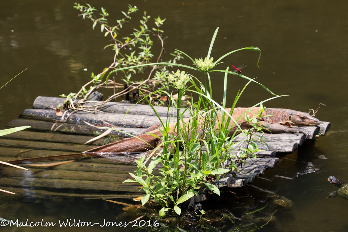 Malayan Water Monitor