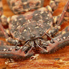 Tailless Whip Scorpions