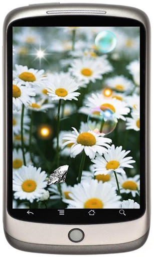 Wild Daisy live wallpaper