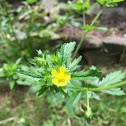 Rough cinquefoil