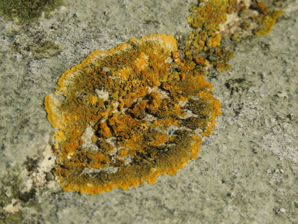 Sunburst lichen