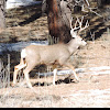 Mule Deer