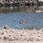 White-headed Duck; Malvasia