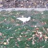 Rock Pigeon (White Variation)