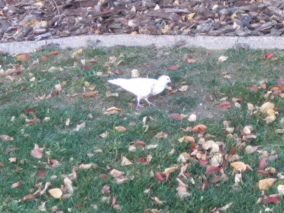 Rock Pigeon (White Variation)