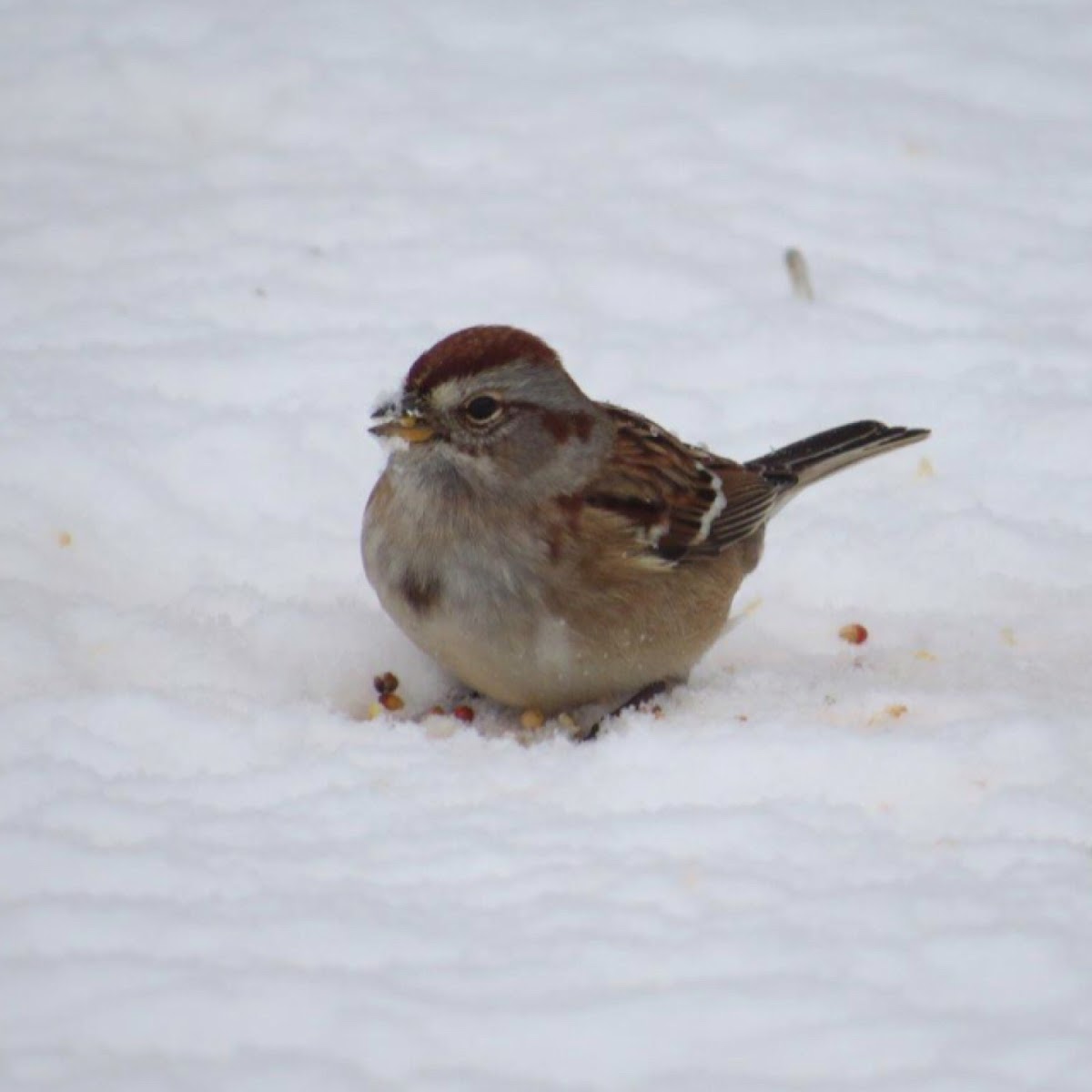 American tree sparrow