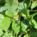 Green Garden Lizard