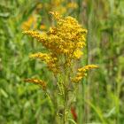 Goldenrod