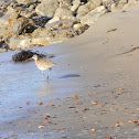 Long Billed Curlew