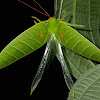 Leaf Katydid