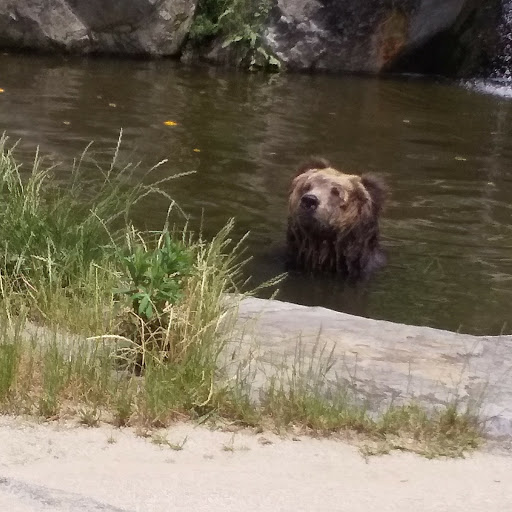 熊野娘熊🐻くまのこくま