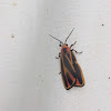 Painted Lichen Moth