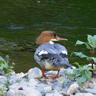 Goosander - female