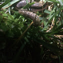 Large Yellow Underwing