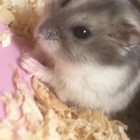 💕🐹R O K O🐹💕