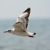 Brown Headed Gull