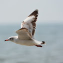 Brown Headed Gull