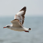 Brown Headed Gull