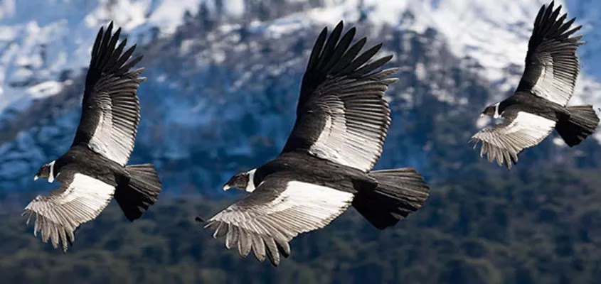 condores del Colca | CITY TOUR AREQUIPA