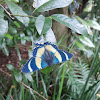 North Queensland Day Moth