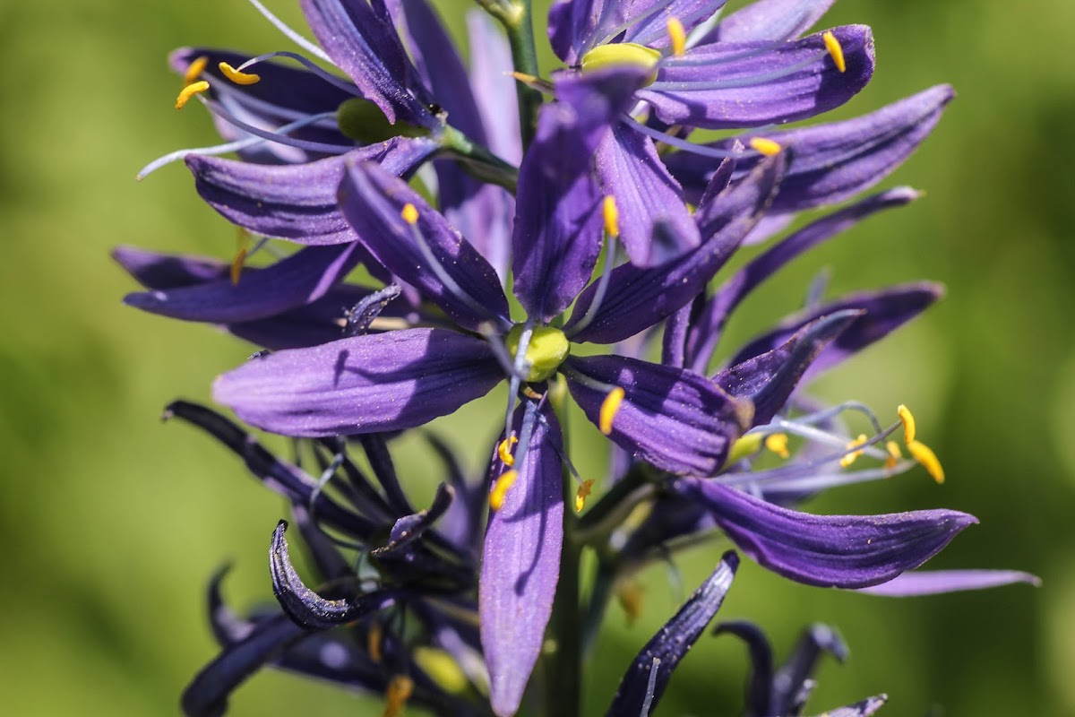 Blue Camas