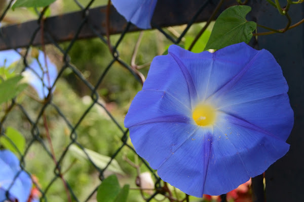 FIORE BLU di aeglos