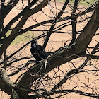 American Crow