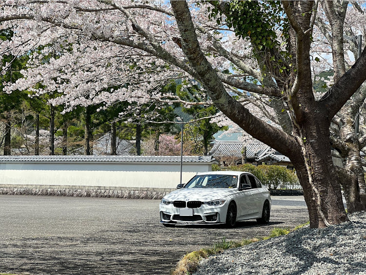 3シリーズ セダンの桜とコラボ・サクラと愛車・目指せPickUpCars・BMW・F30に関するカスタム事例の投稿画像1枚目