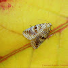 Lantana Moth