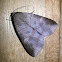 unknown Lepidopteran