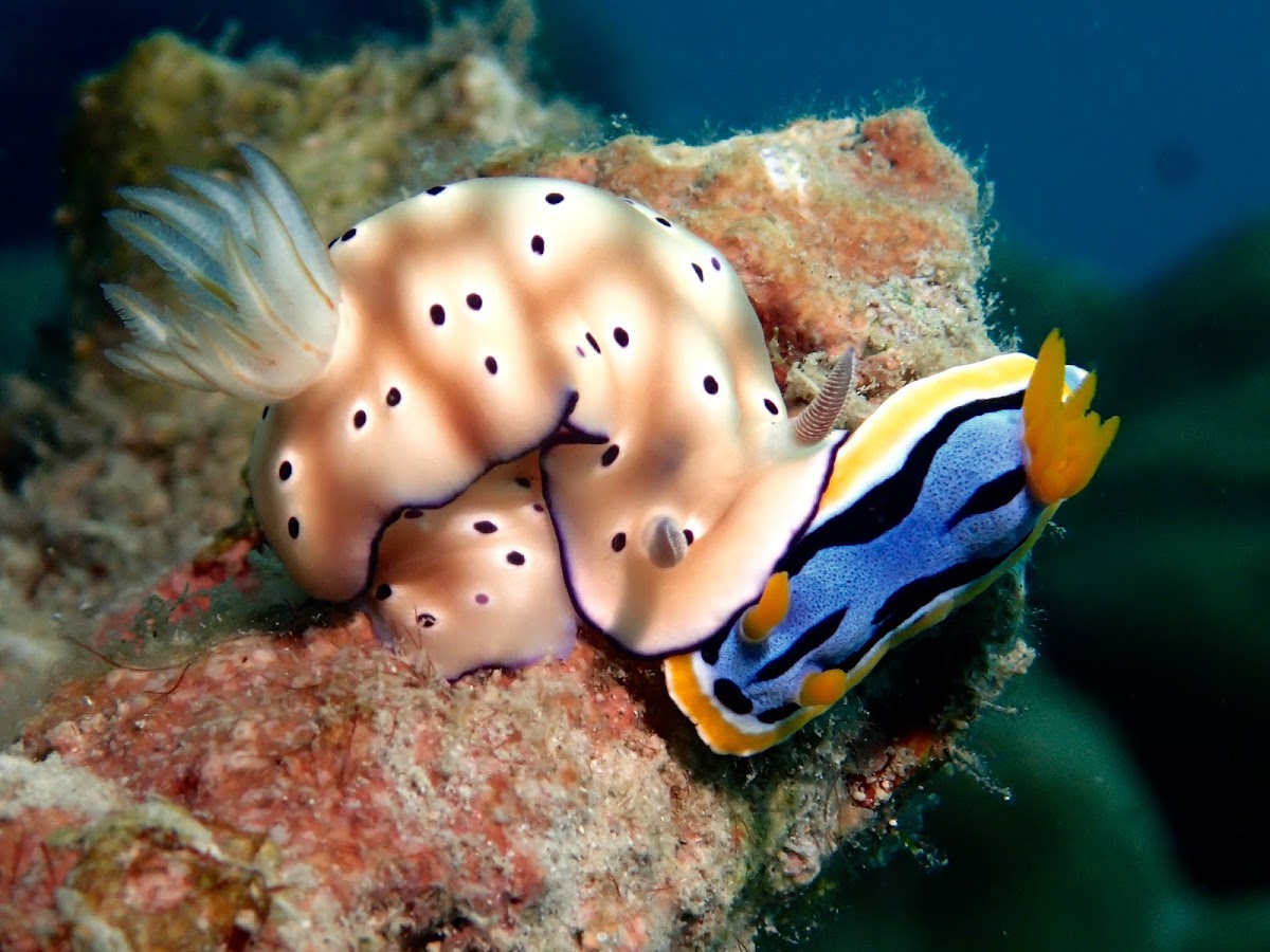 Nudibranch