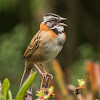 Rufous-collared sparrow