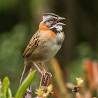 Rufous-collared sparrow